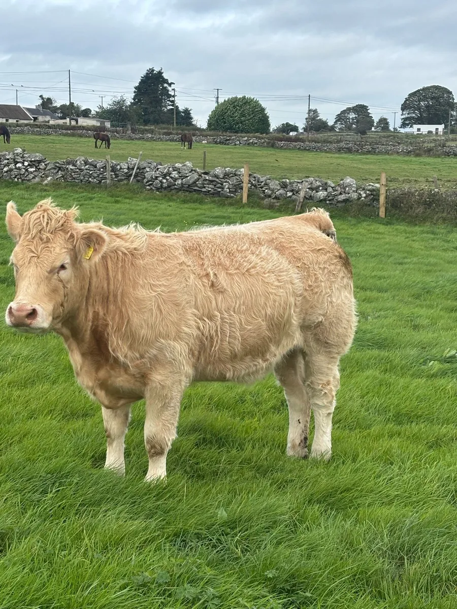 Quality Heifers for Balla Mart Saturday 3rd - Image 1
