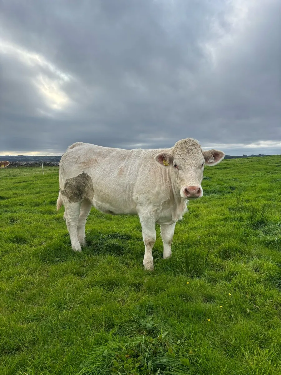 Quality Heifers for Balla Mart Saturday 3rd - Image 2