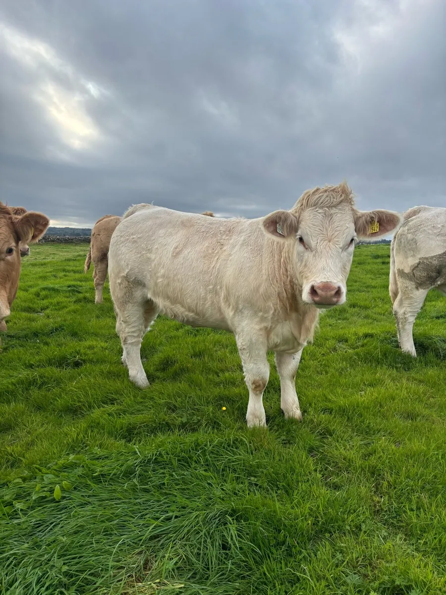 Quality Heifers for Balla Mart Saturday 3rd - Image 3