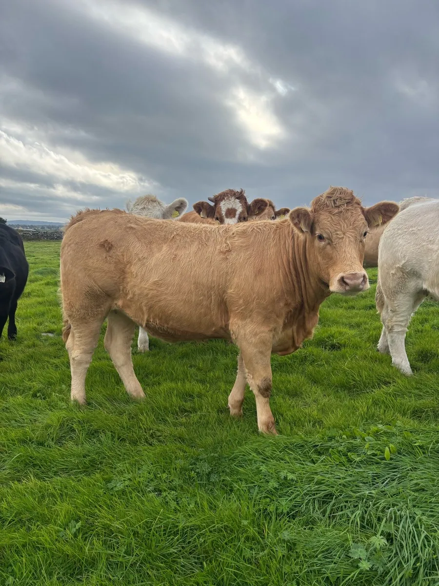 Quality Heifers for Balla Mart Saturday 3rd - Image 4