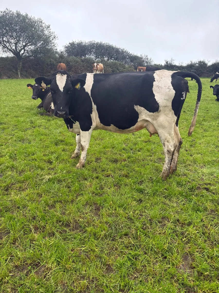 Young empty cows - Image 1