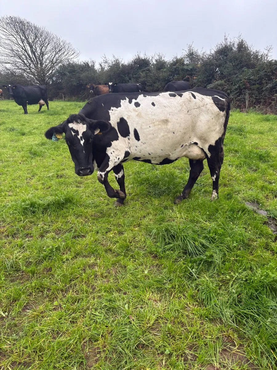 Young empty cows - Image 4