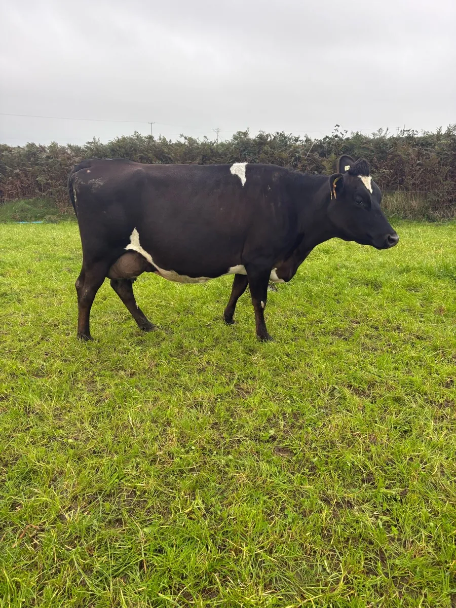 Young empty cows - Image 2