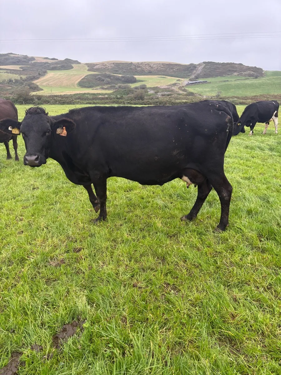 Young empty cows - Image 3