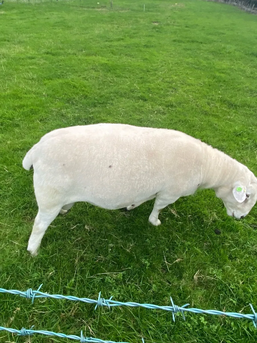 PB Genotyped Easycare Ram - Image 2