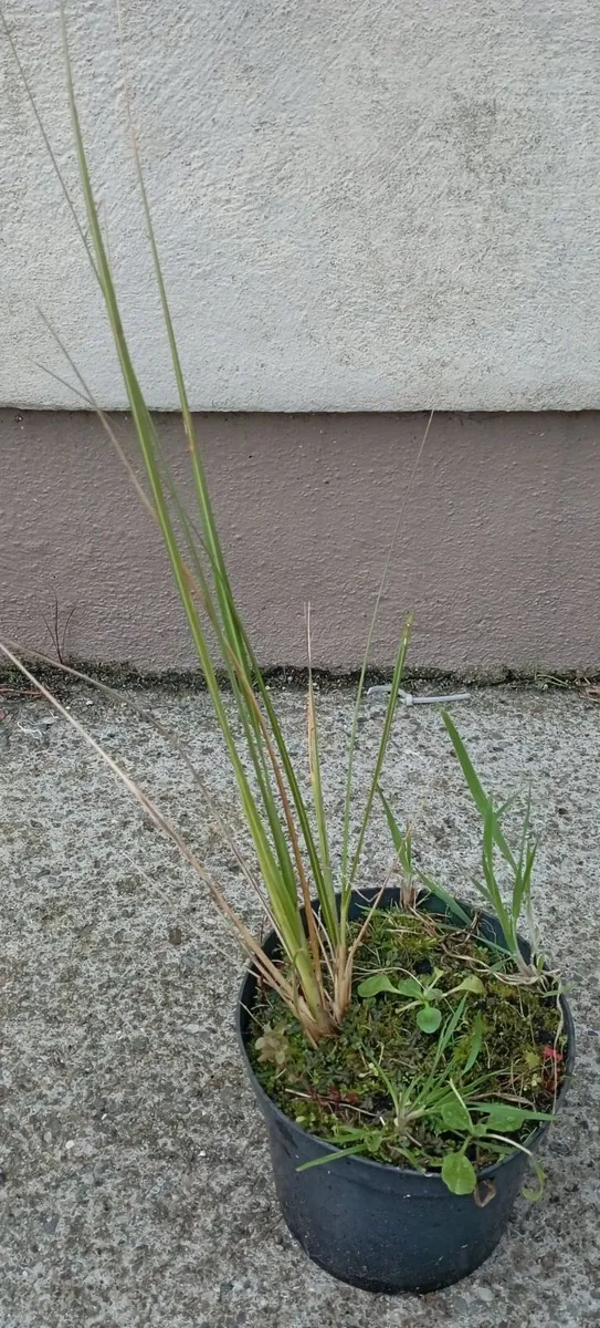 Small Pampass Grass Plants - Image 1