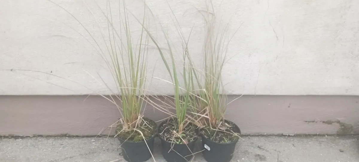 Large Pampass Grass Plants - Image 3