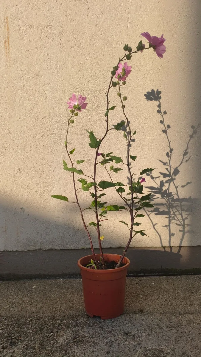 Tree Mallow Plants - Image 1