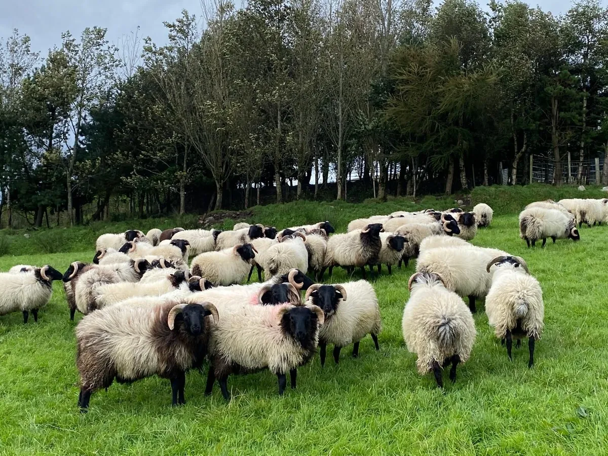 Sheep - Image 3