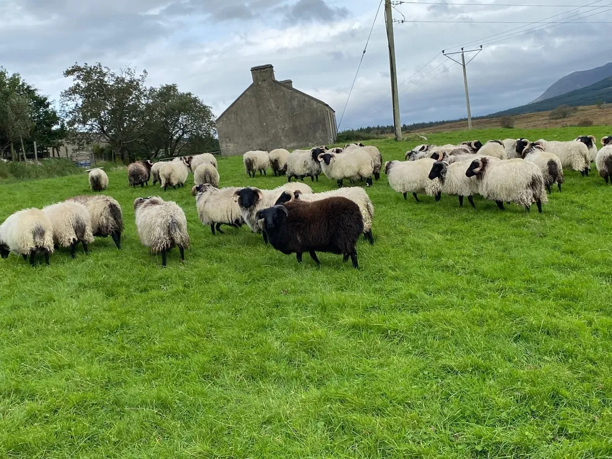 Sheep - Image 4