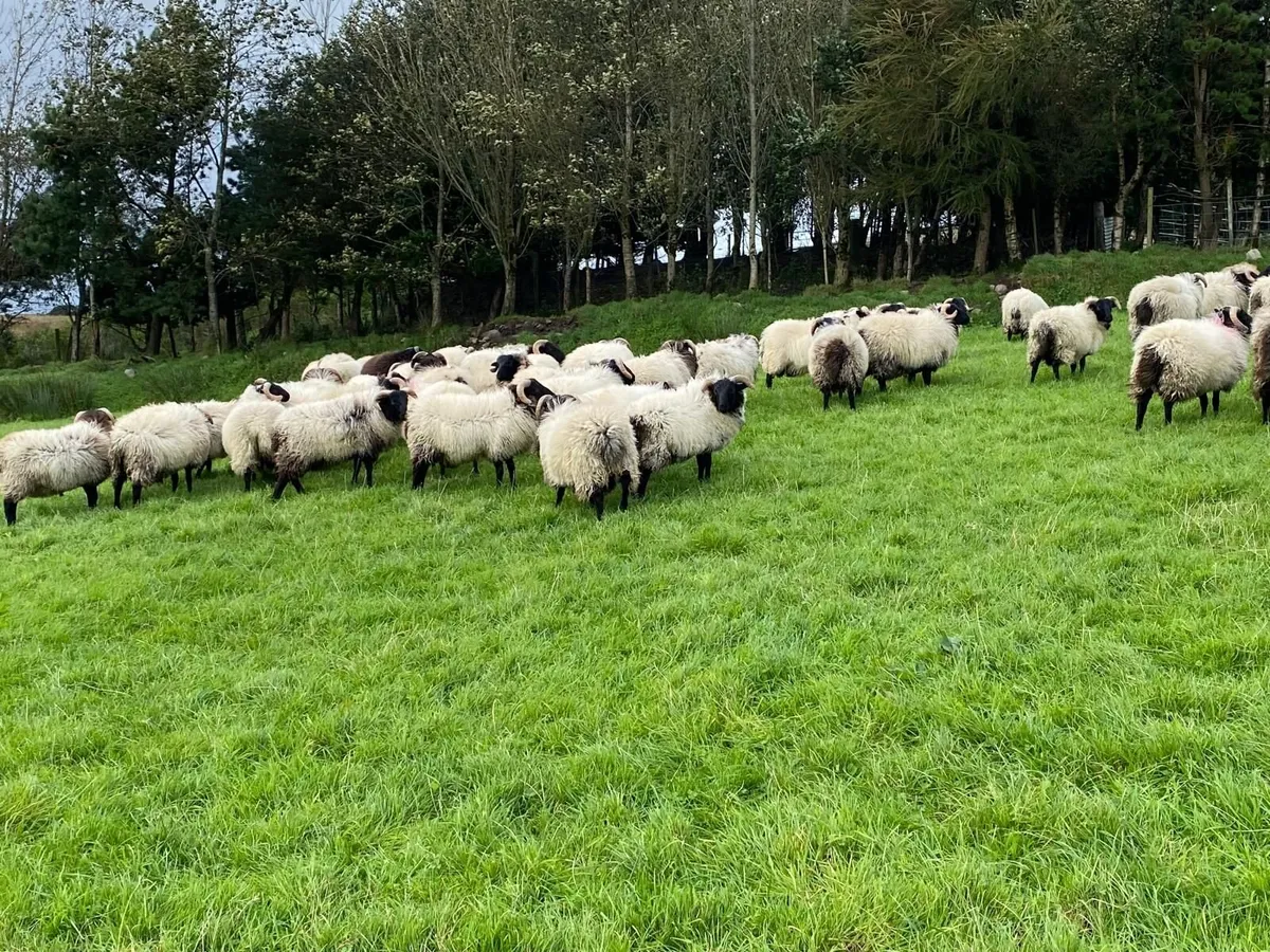 Sheep - Image 2