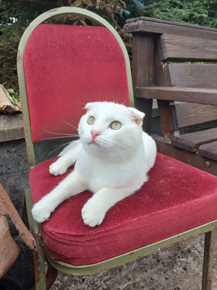 Scottish fold kitten - Image 3