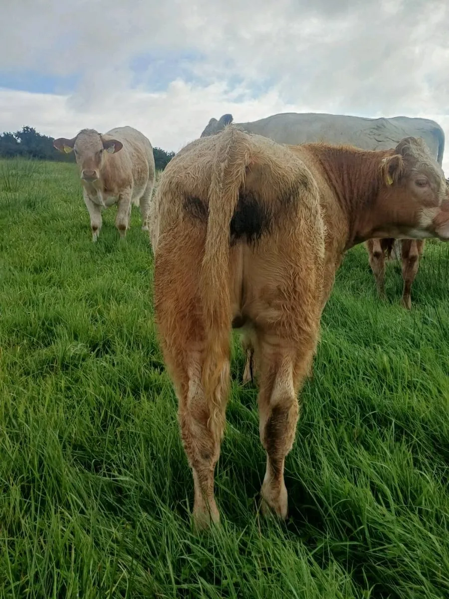 Organic Cattle Thursday 1oct gort Mart - Image 4