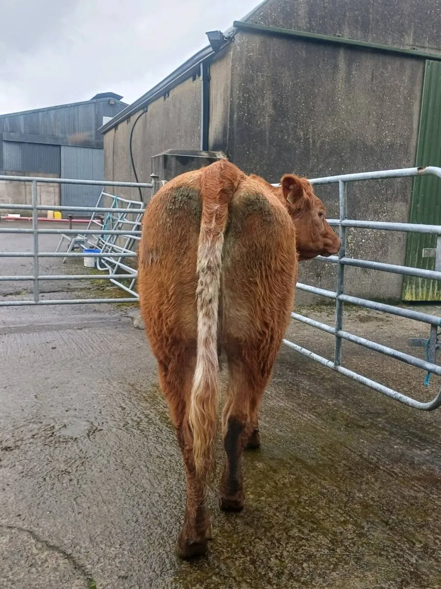 Organic Cattle Thursday 1oct gort Mart - Image 2