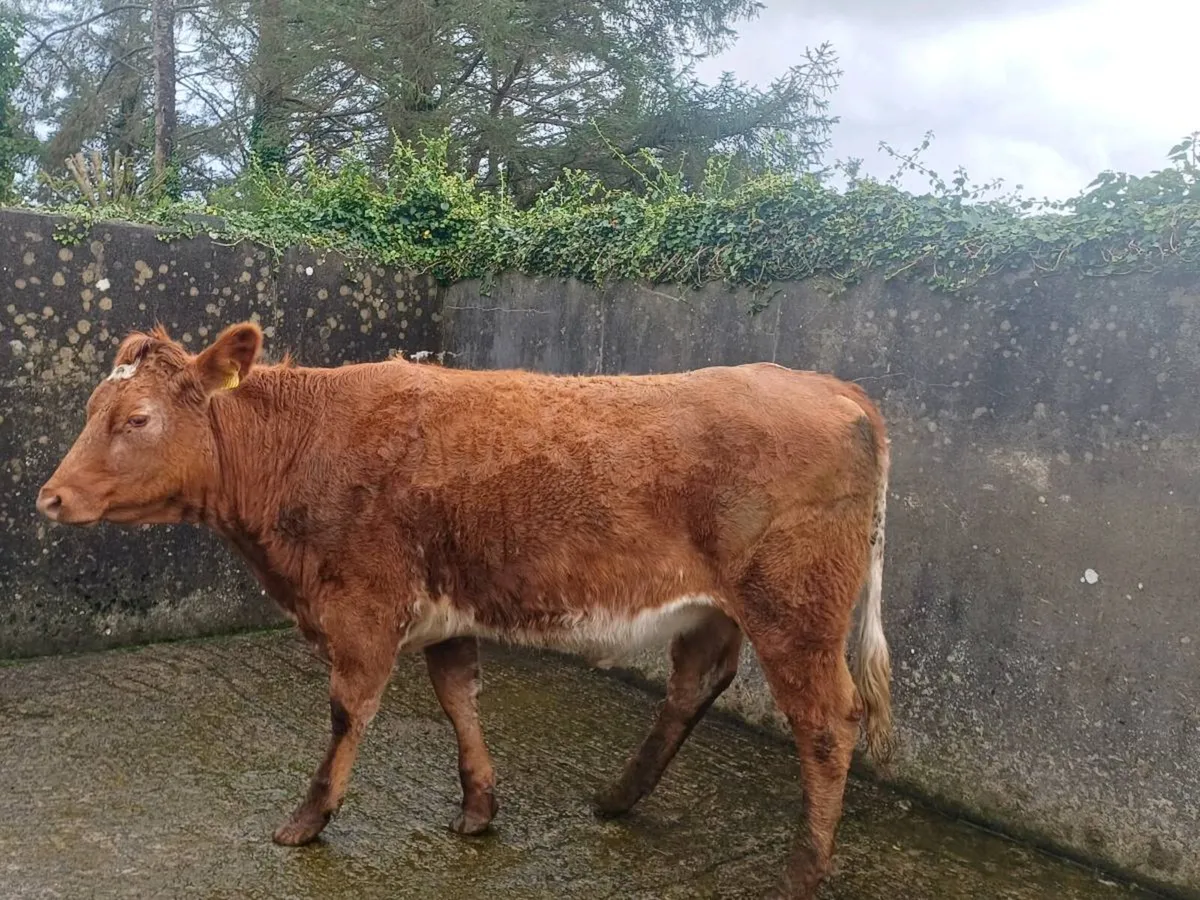 Organic Cattle Thursday 1oct gort Mart - Image 3
