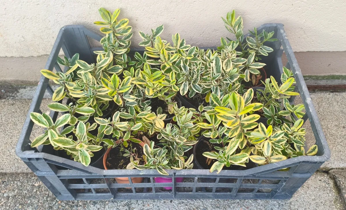 Hebe Queen Silver Plants - Image 3