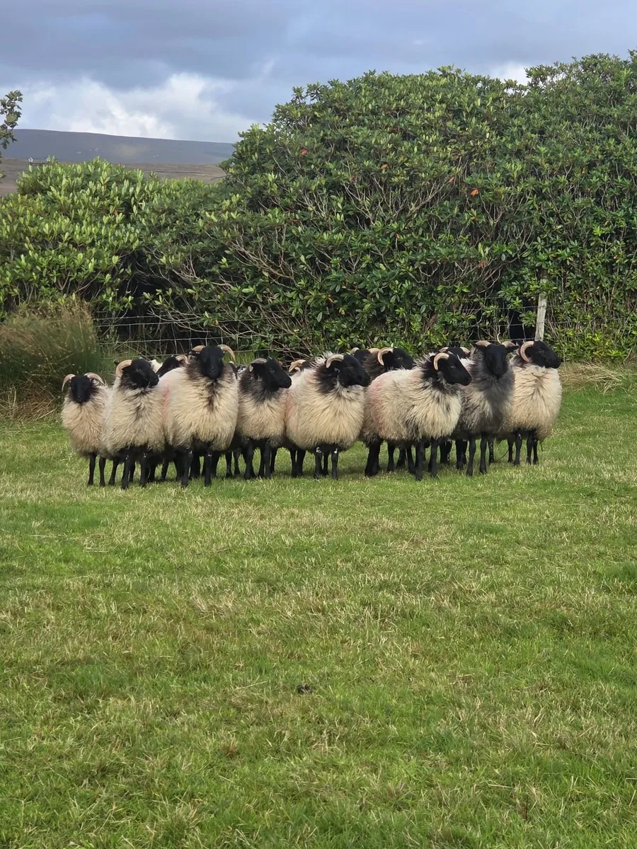 Mayo Mountain Ewe Lambs - Image 1