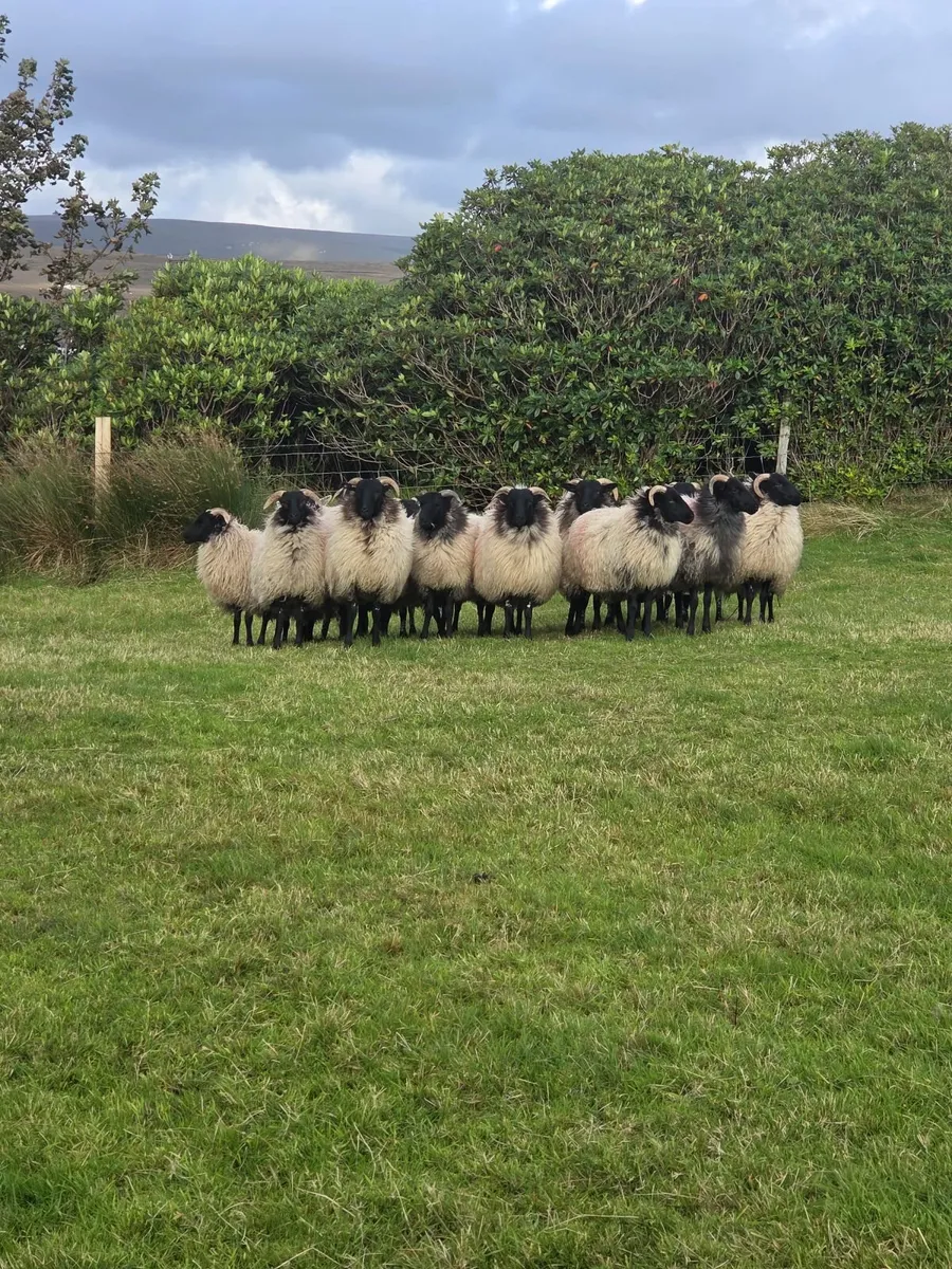 Mayo Mountain Ewe Lambs - Image 4
