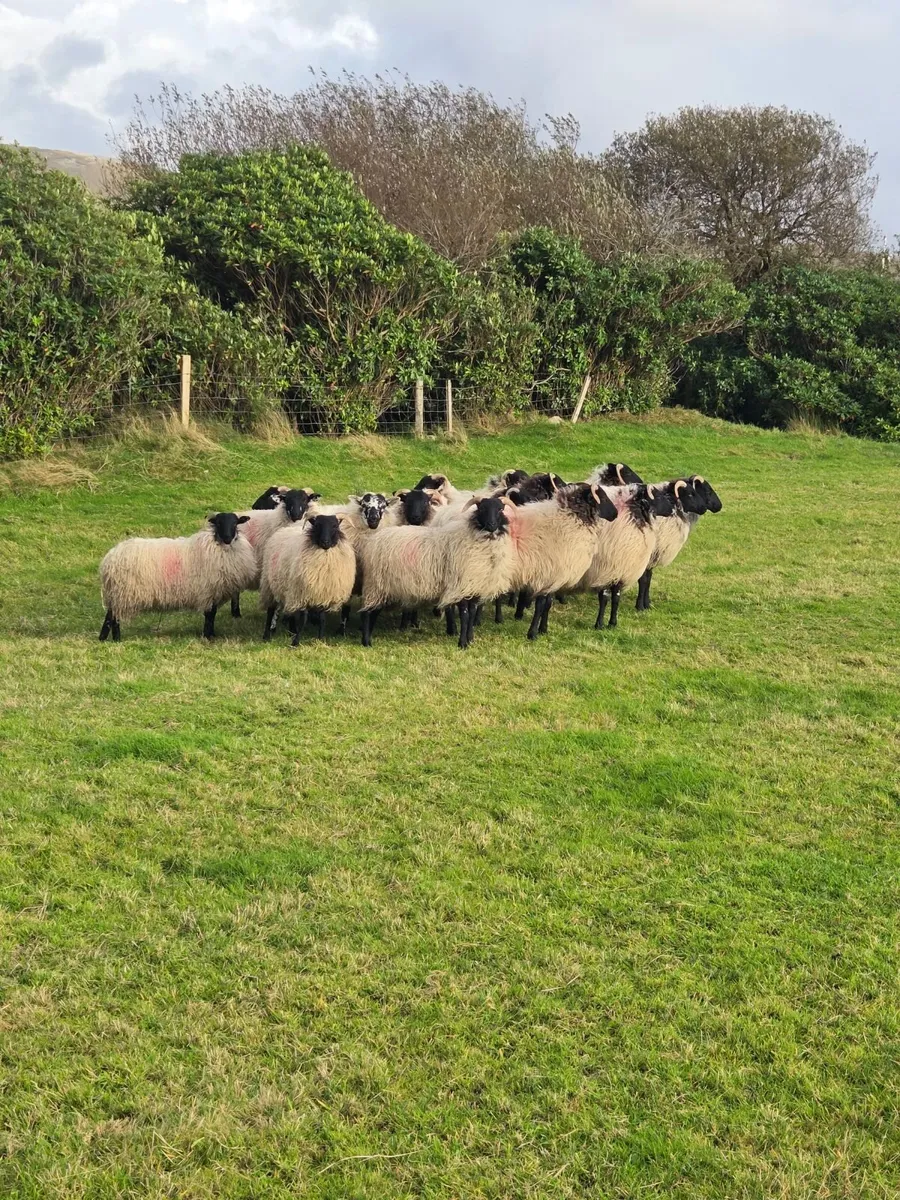 Mayo Mountain Ewe Lambs - Image 2