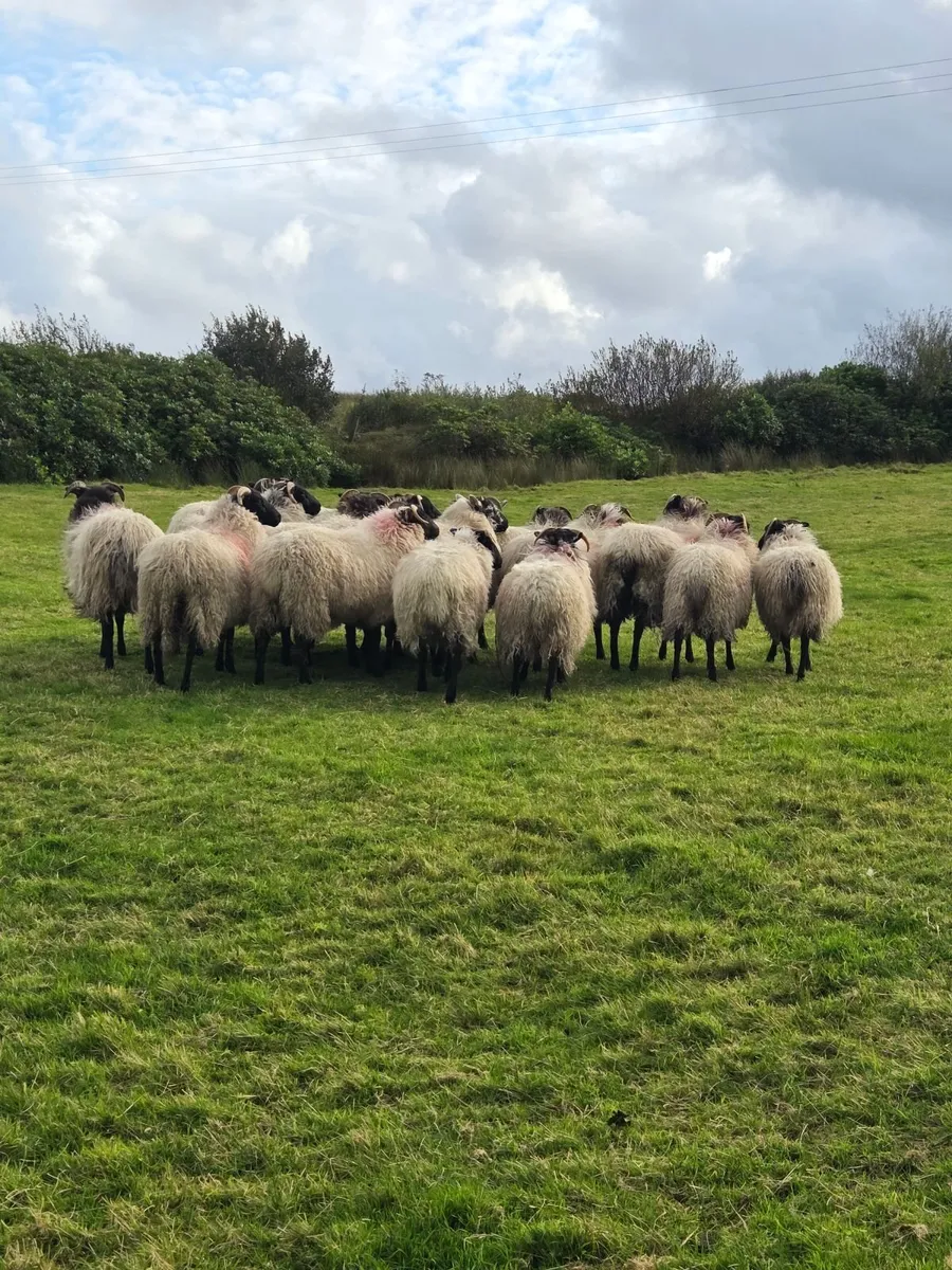 Mayo Mountain Ewe Lambs - Image 3