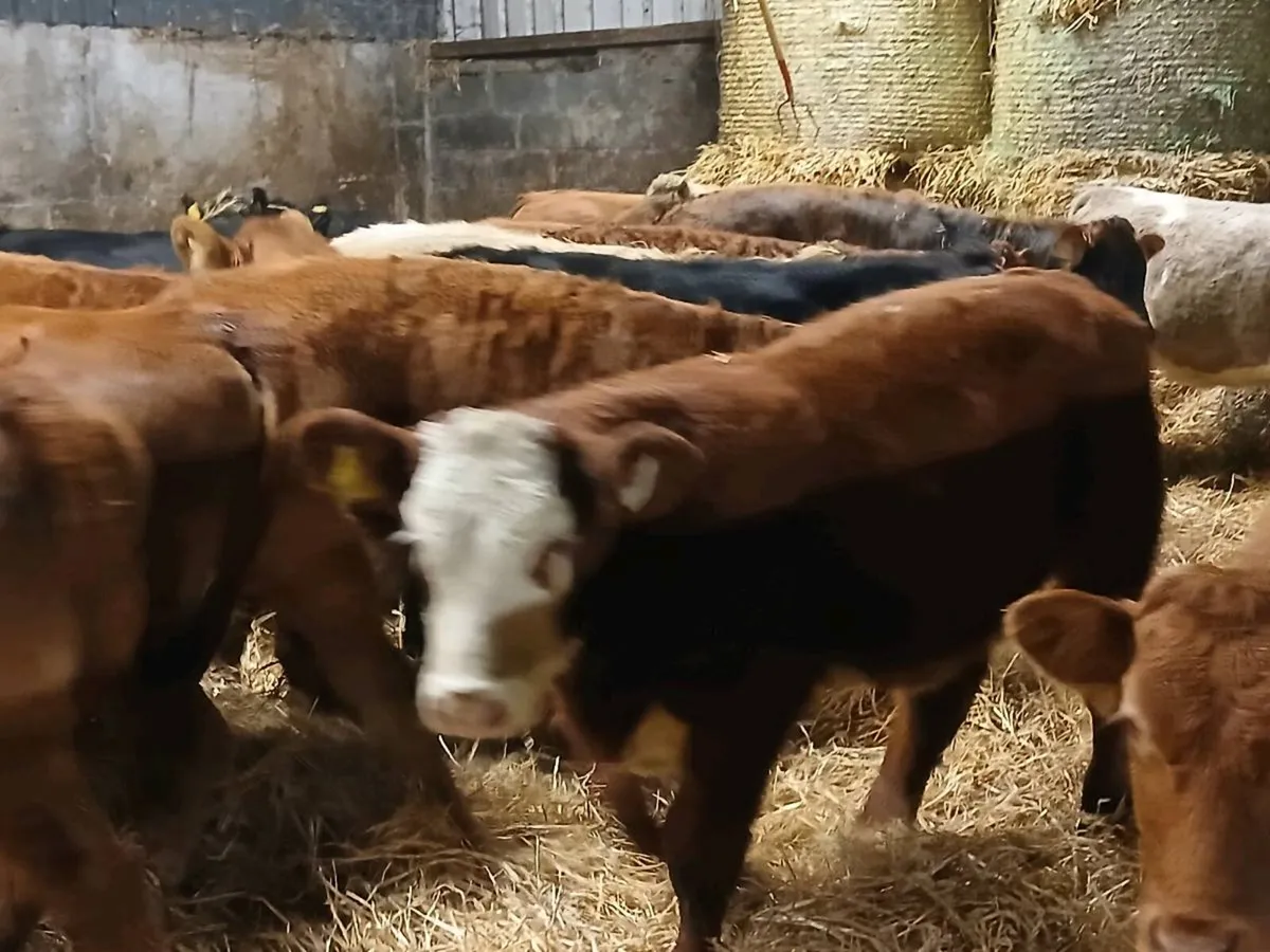 19 Super Heifer Weanlings - Image 1