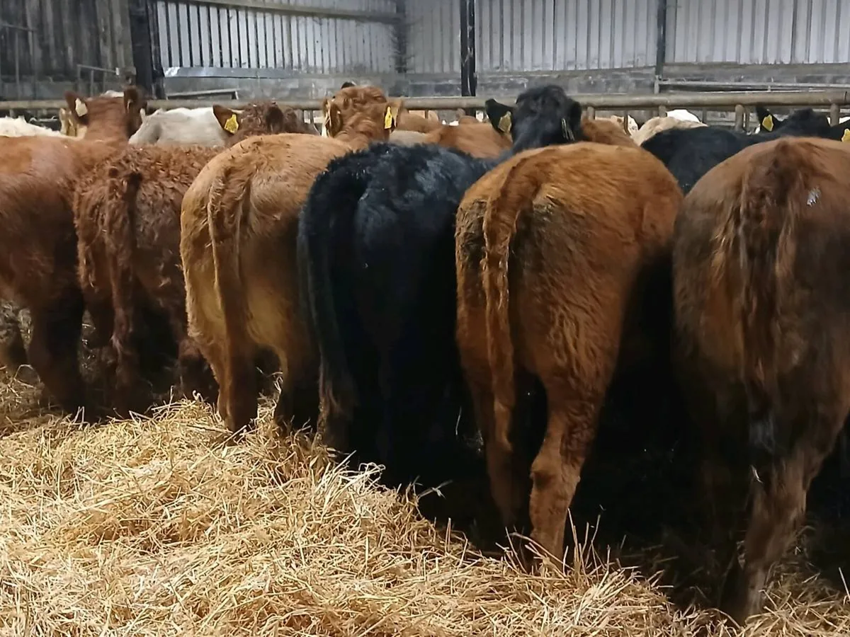 19 Super Heifer Weanlings - Image 3