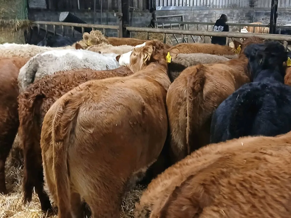 19 Super Heifer Weanlings - Image 4