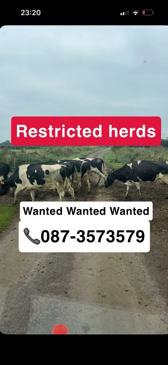 All CULL COWS BULLS & CATTLE