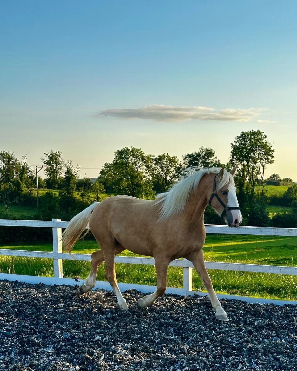 Stunning 15hh 4yo sport horse filly - Image 1