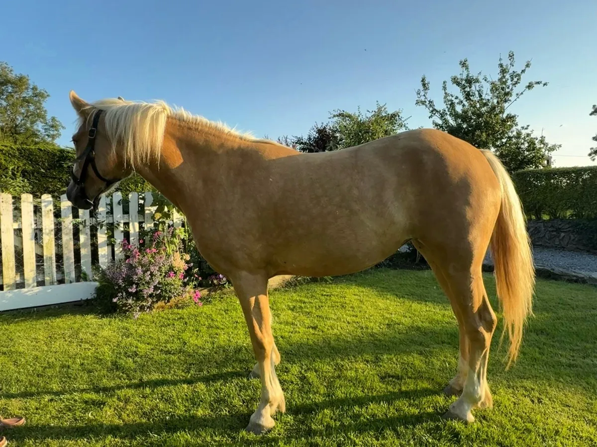 Stunning 15hh 4yo sport horse filly - Image 2