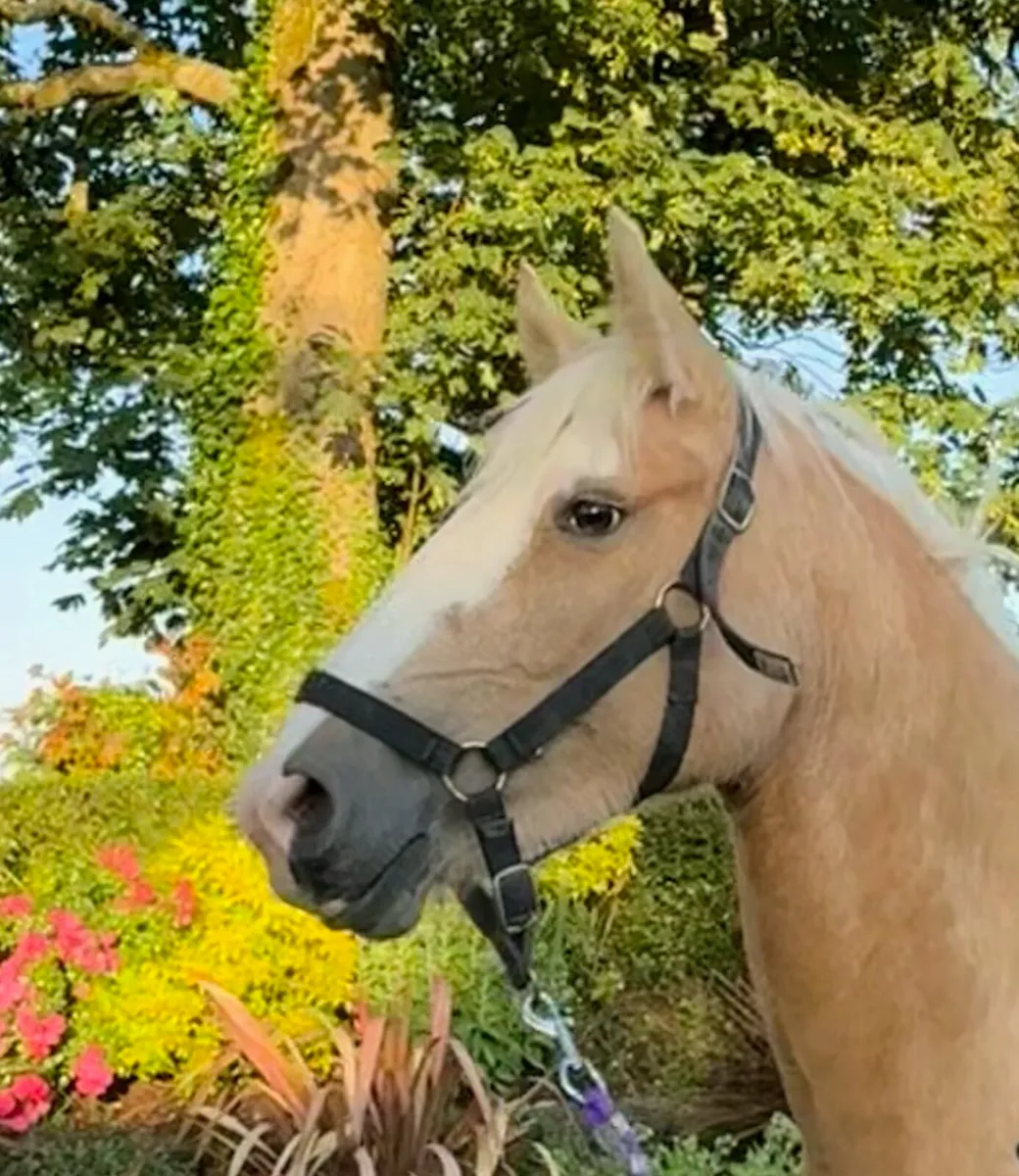 Stunning 15hh 4yo sport horse filly - Image 4