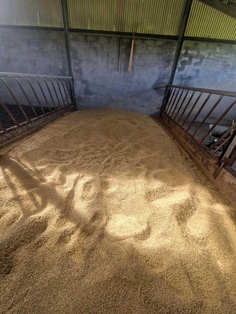 Whole oats - Image 1