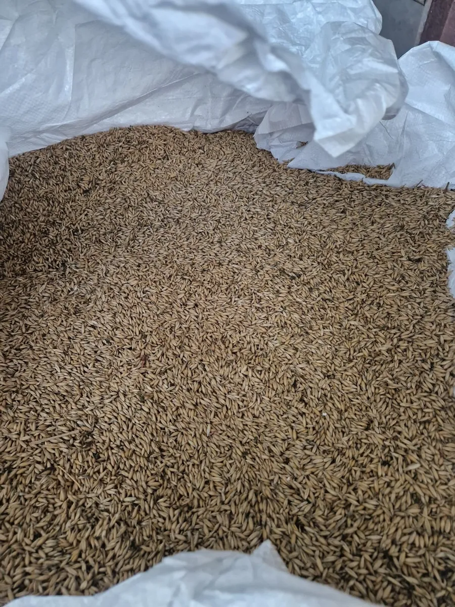 Whole oats - Image 3