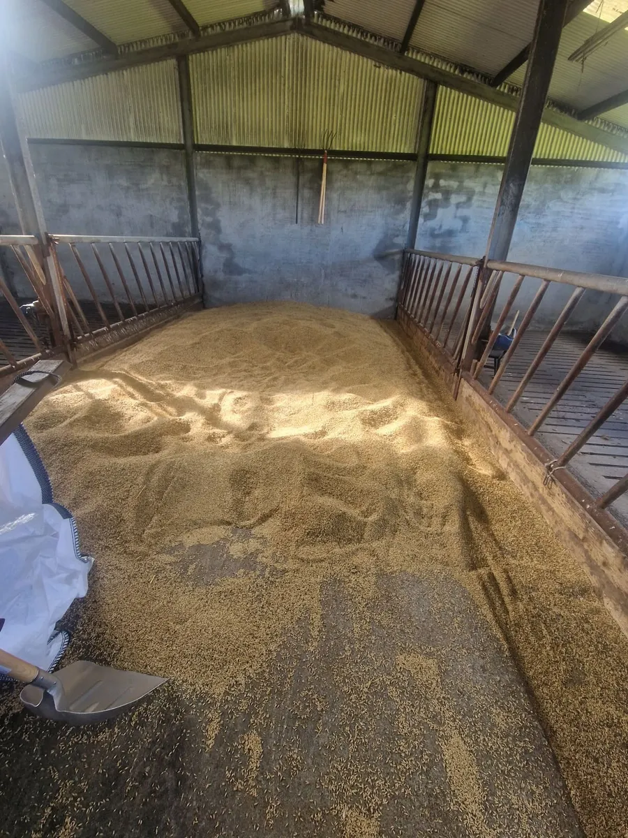 Whole oats - Image 2
