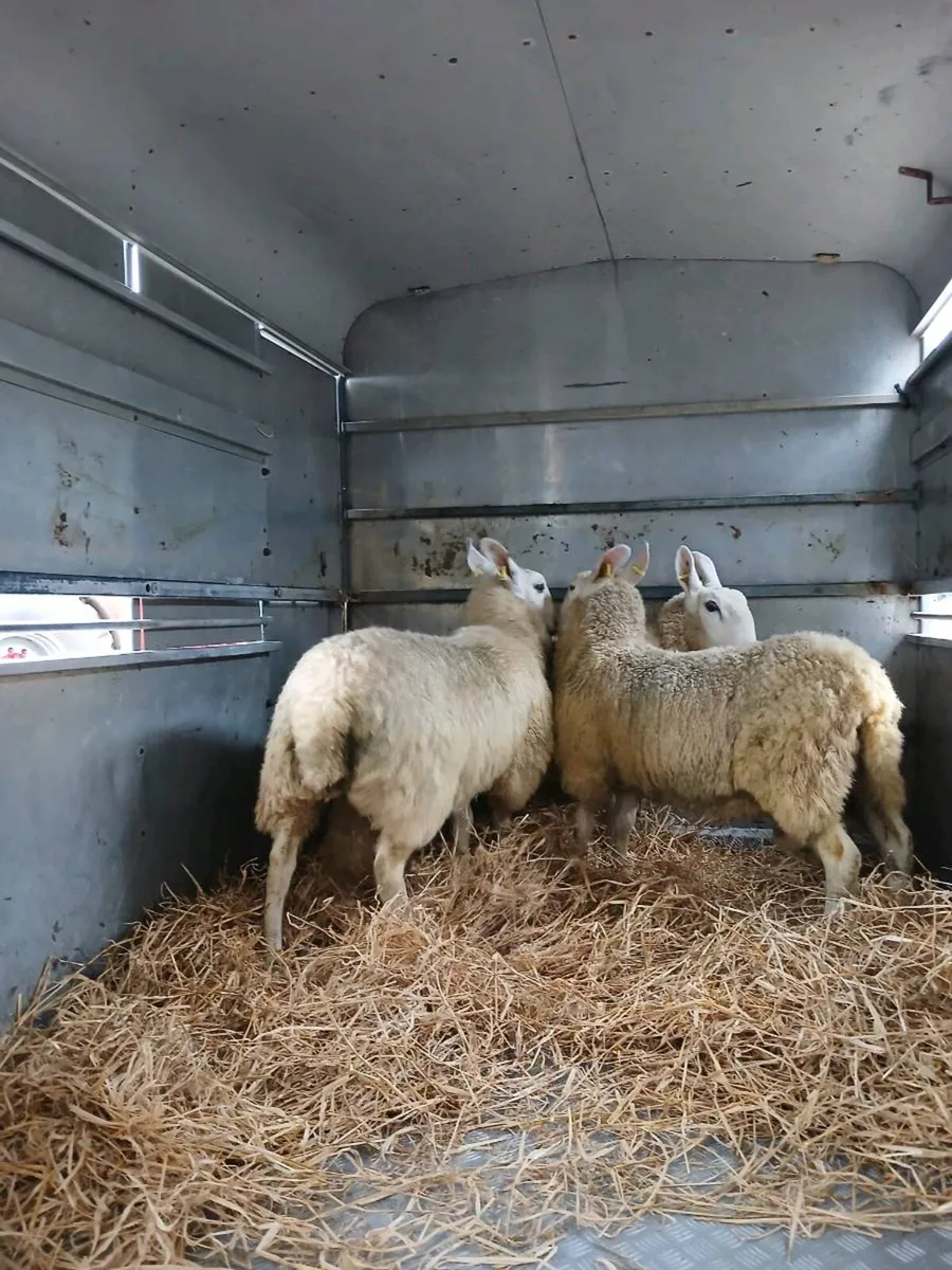 Border Leicester rams - Image 3