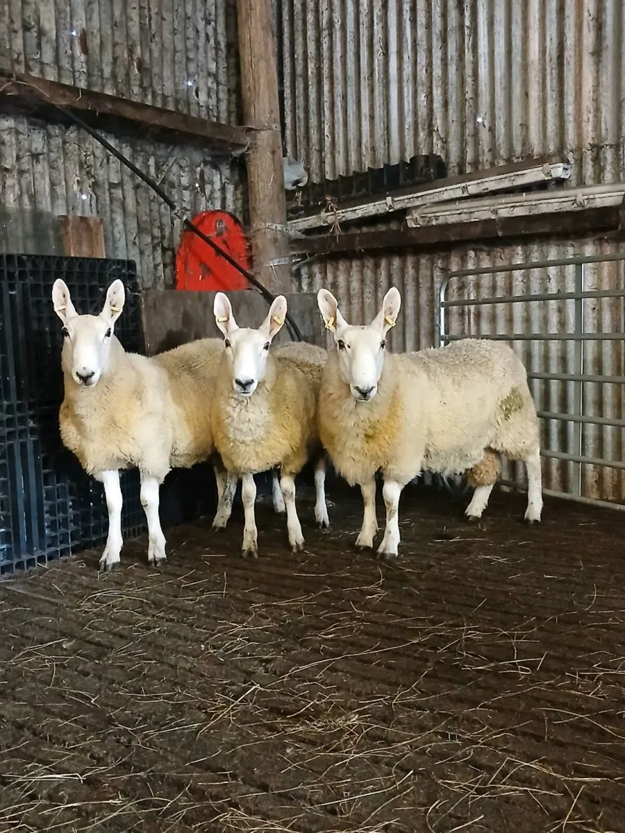 Border Leicester rams - Image 4