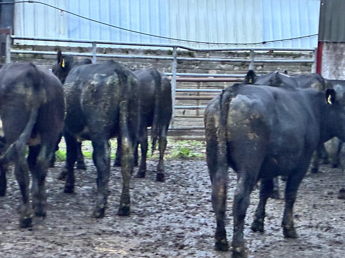 Angus store bullocks for sale - Image 3
