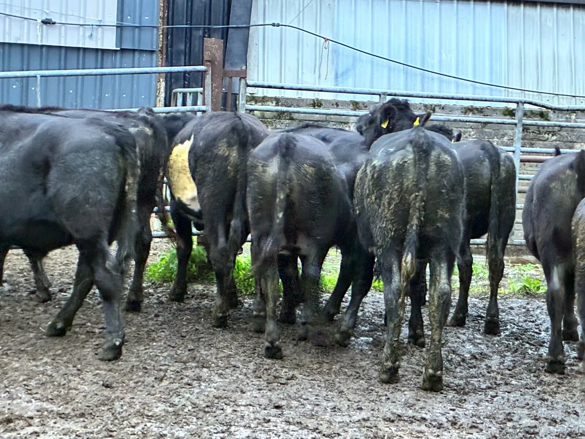 Angus store bullocks for sale - Image 2
