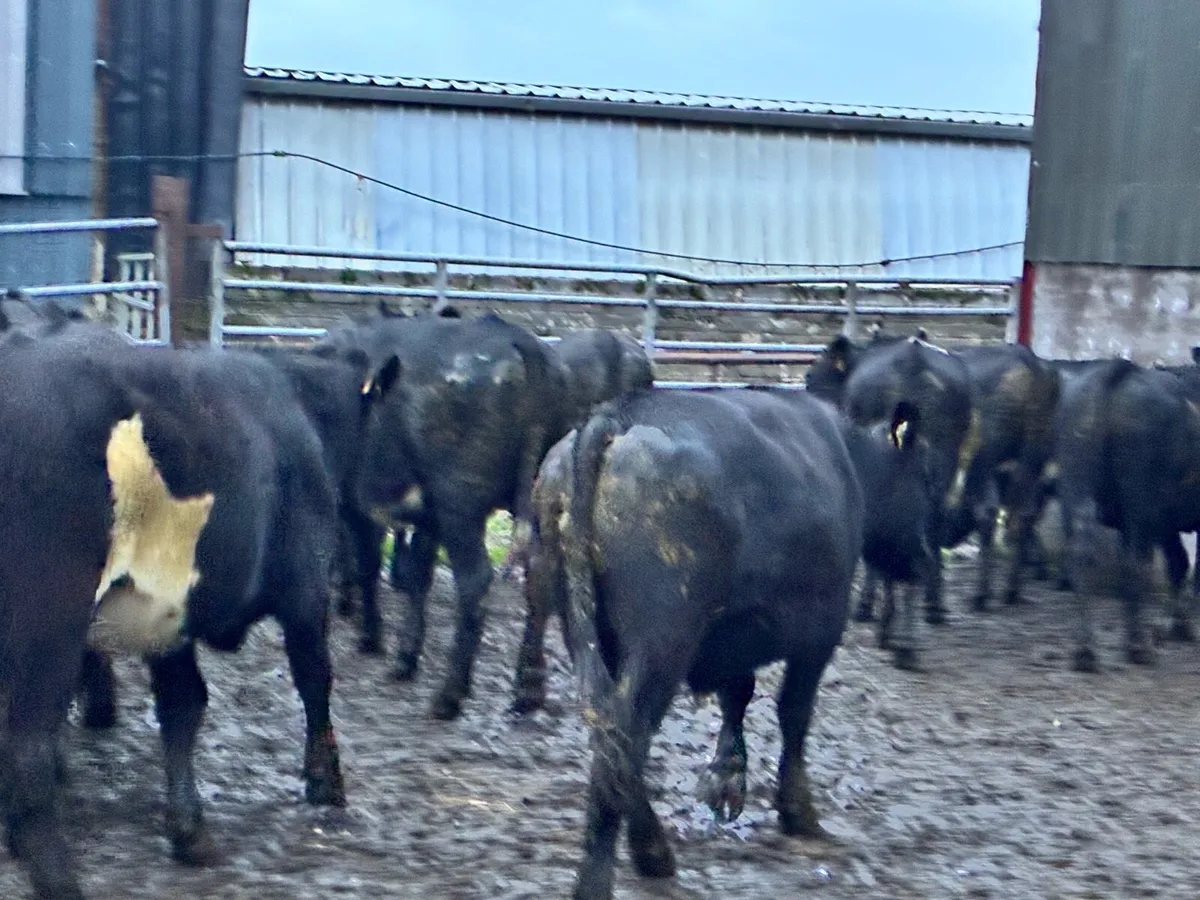 Angus store bullocks for sale - Image 4