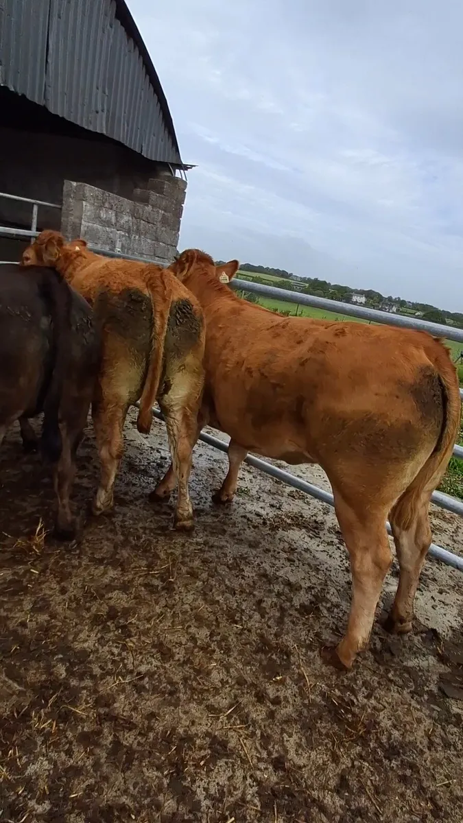 Organic cattle - Image 1