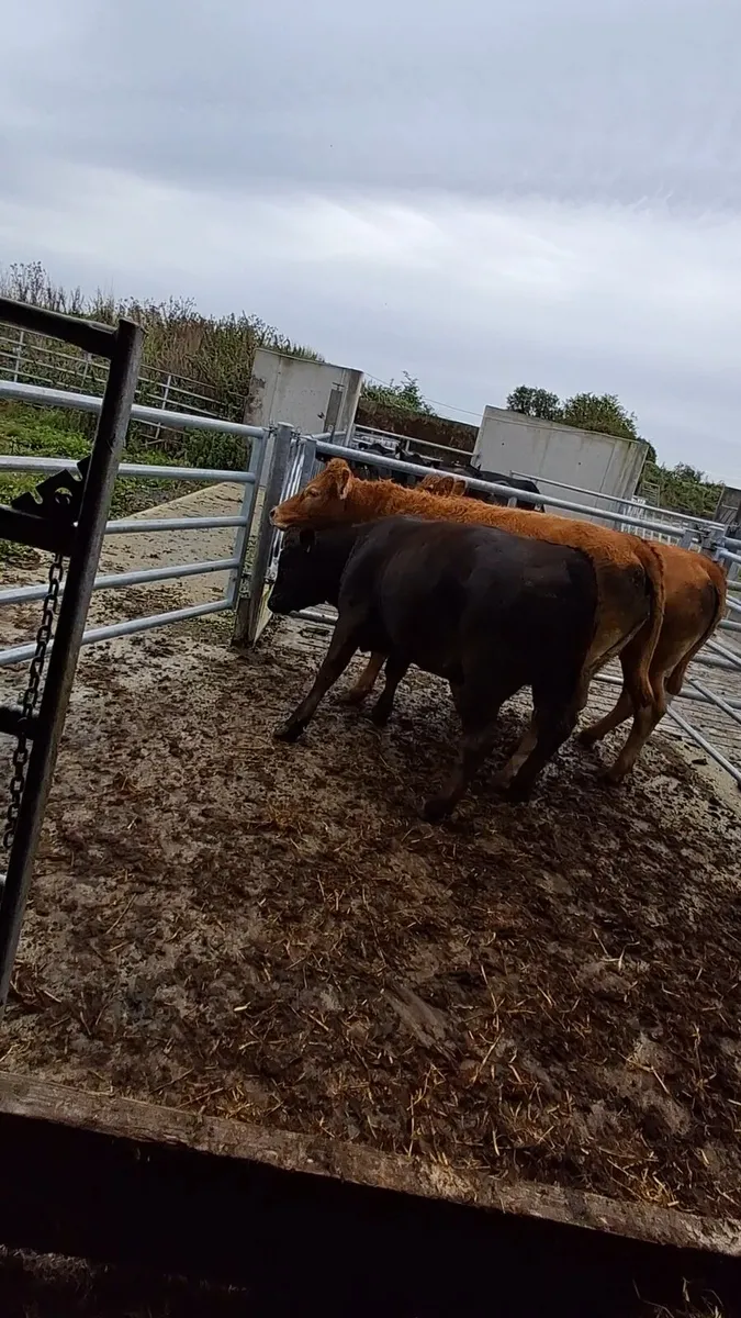 Organic cattle - Image 2