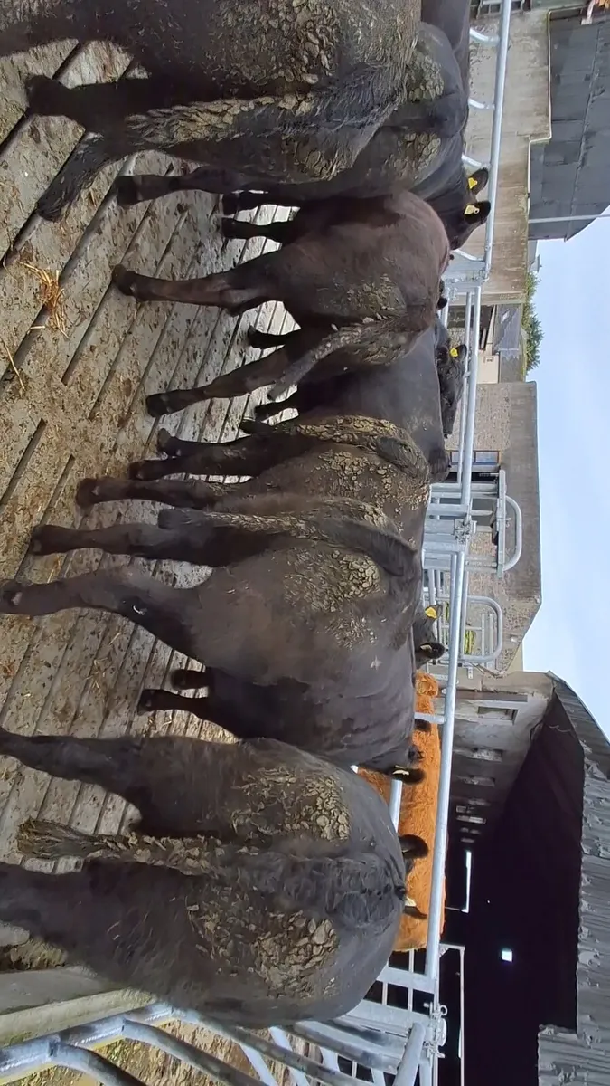 Organic cattle - Image 3