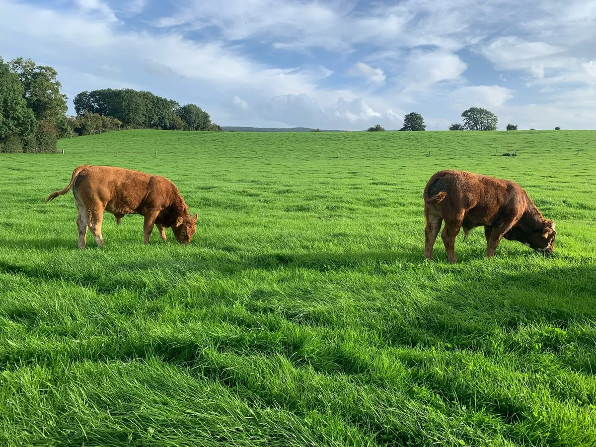 Organic limousin x Weanlings Kilkenny 6th October - Image 2
