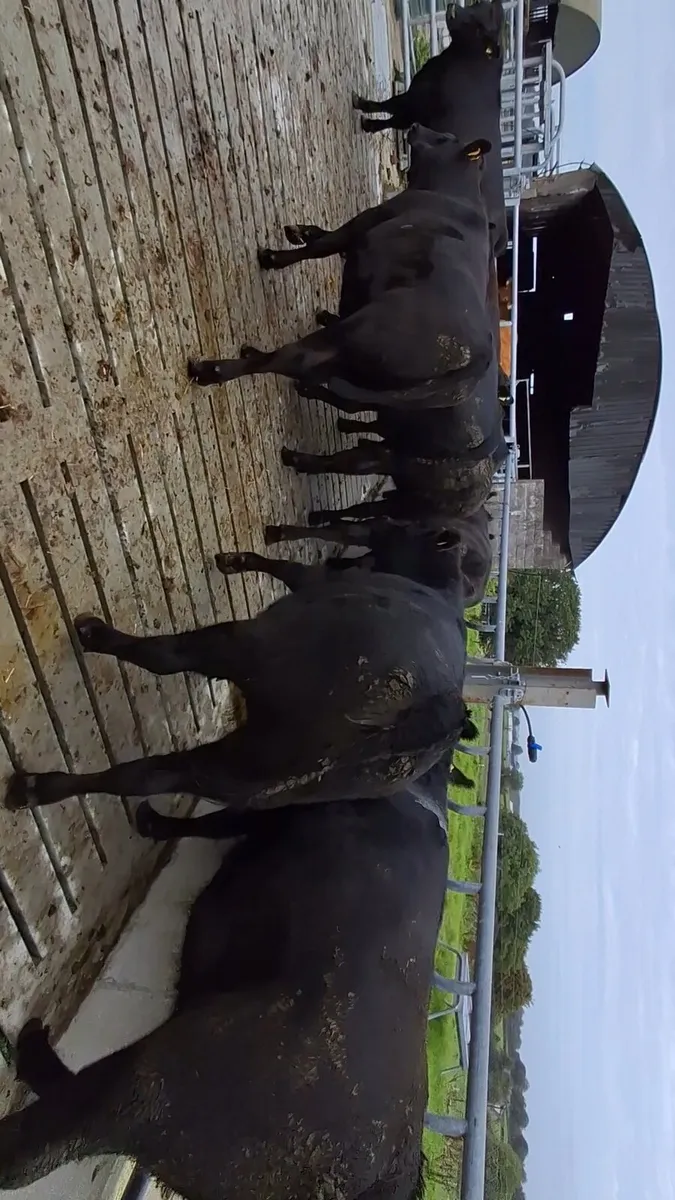 Organic cattle - Image 4