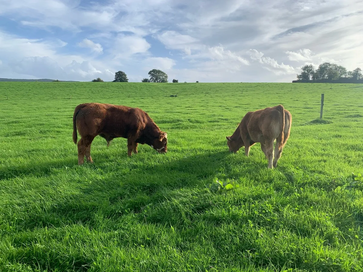 Organic limousin x Weanlings Kilkenny 6th October - Image 3