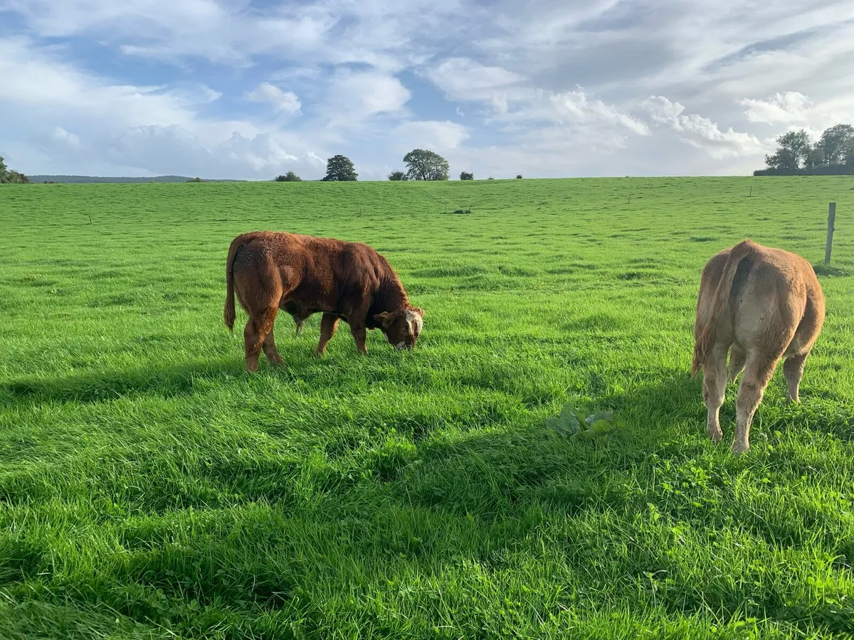 Organic limousin x Weanlings Kilkenny 6th October - Image 4