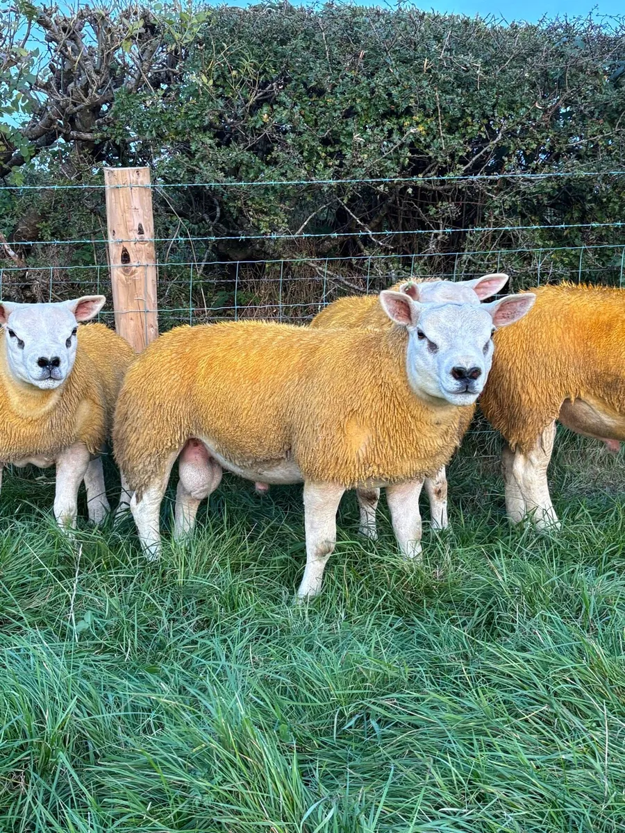Pedigree Texel tip lambs - Image 3