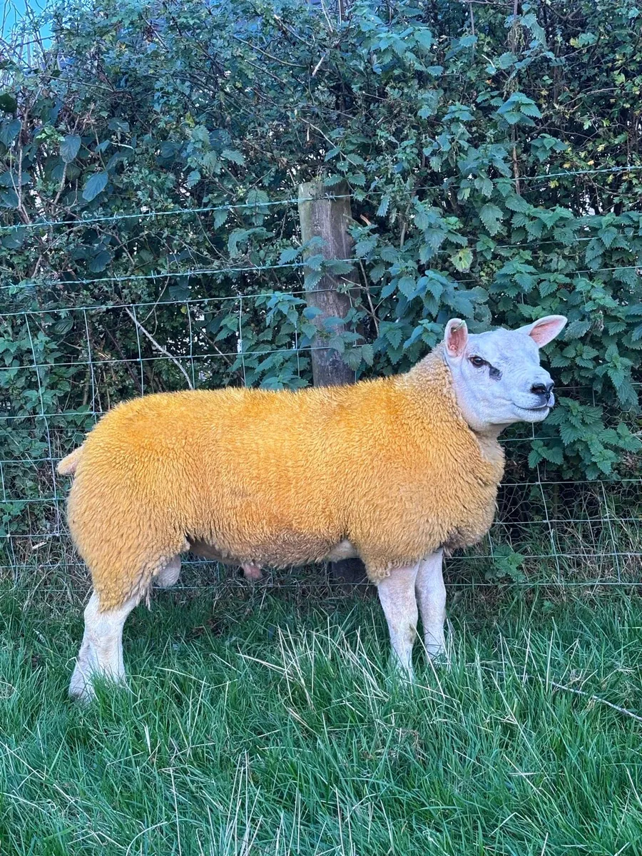 Pedigree Texel tip lambs - Image 4