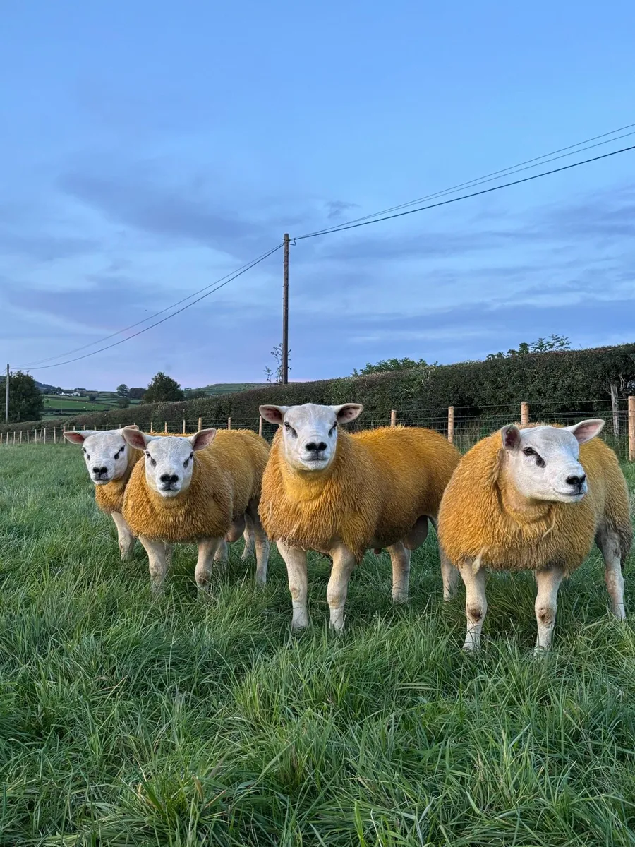 Pedigree Texel tip lambs - Image 1