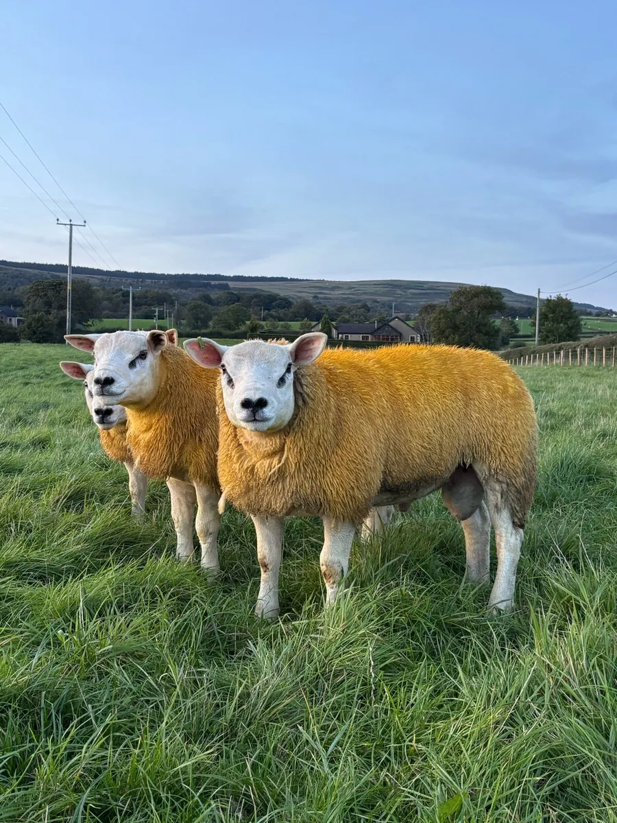 Pedigree Texel tip lambs - Image 2